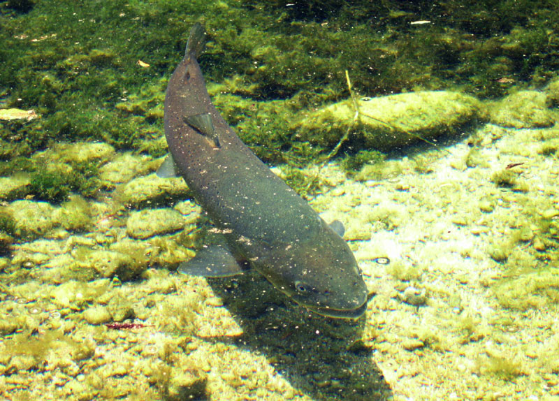 Hucho hucho (Salmone del Danubio)